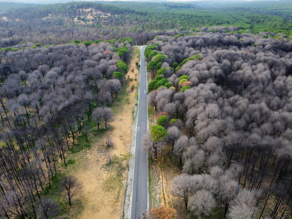 Aerial shot of pine forests in Nefza, Tunisia displaying lush greens and a dividing road.
